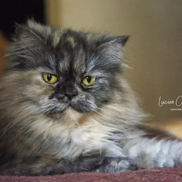 NIKON D7100 2017 04 04 17:34:19 f/2 8 1/160sec ISO 6400 105mm