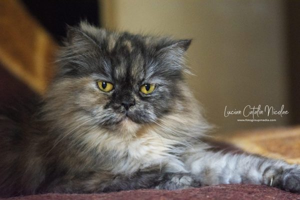 NIKON D7100 2017-04-04 17:34:19 f/2.8 1/160sec ISO-6400 105mm