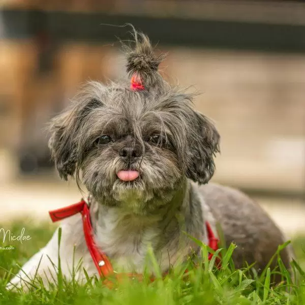 NIKON D7100 2015 08 12 17:47:14 f/3 1/1250sec ISO 640 105mm